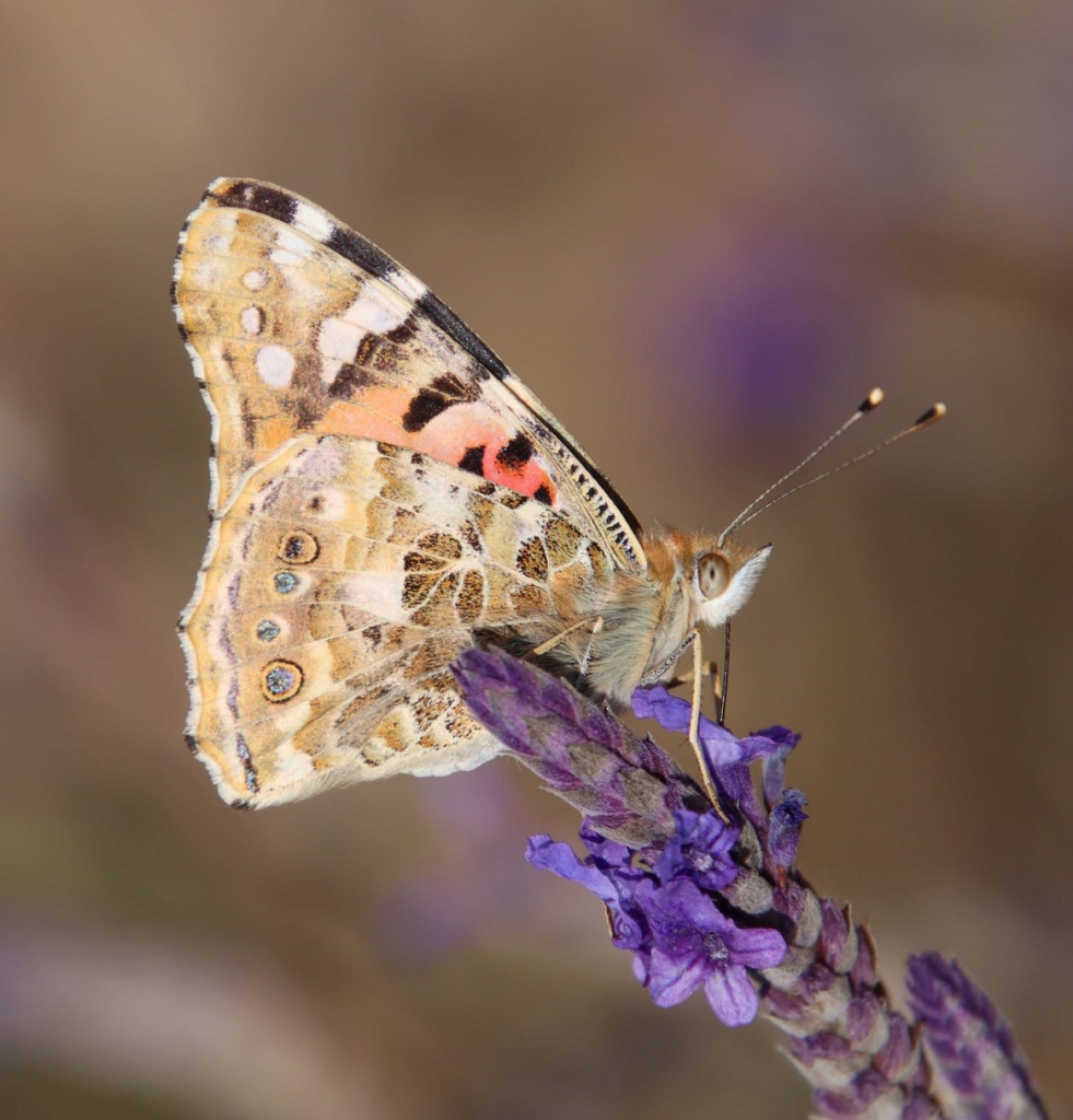 פורטל הכרמל