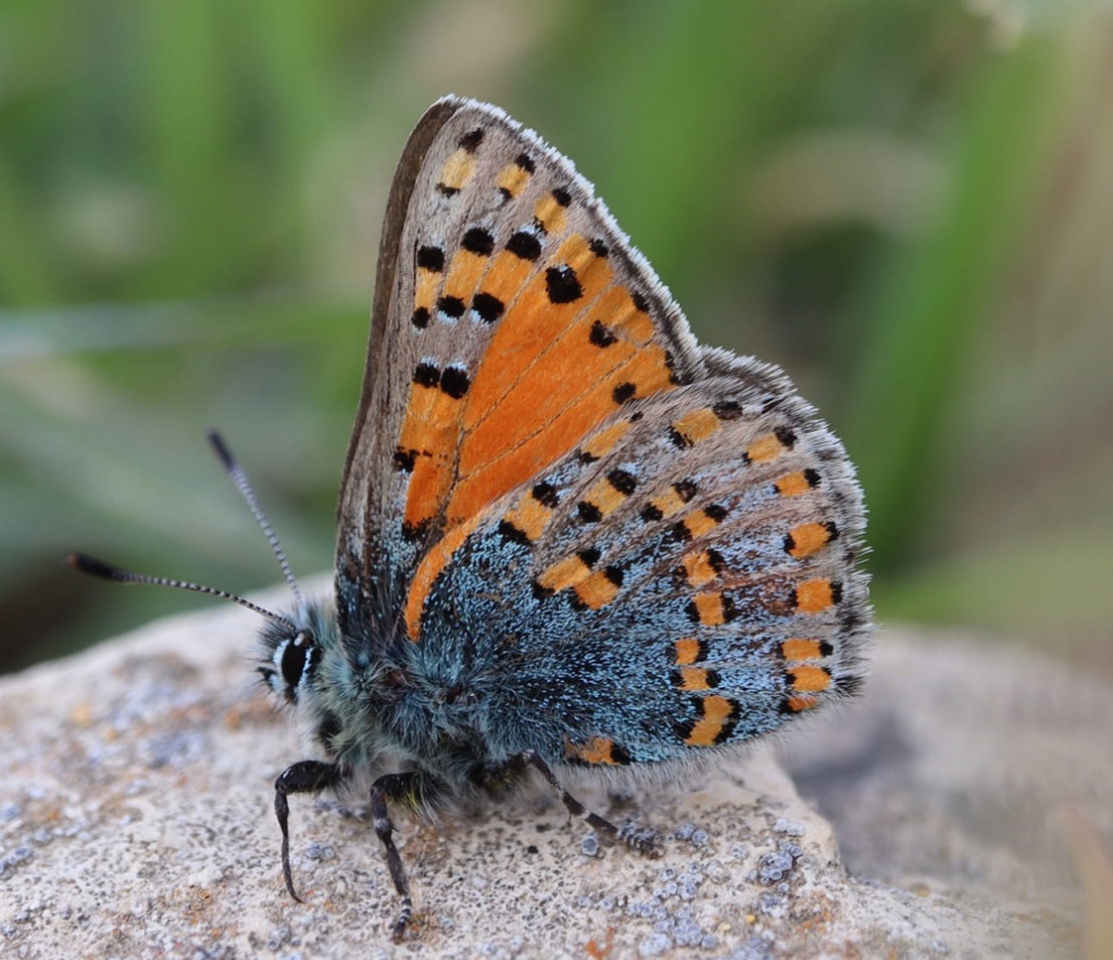 פורטל הכרמל