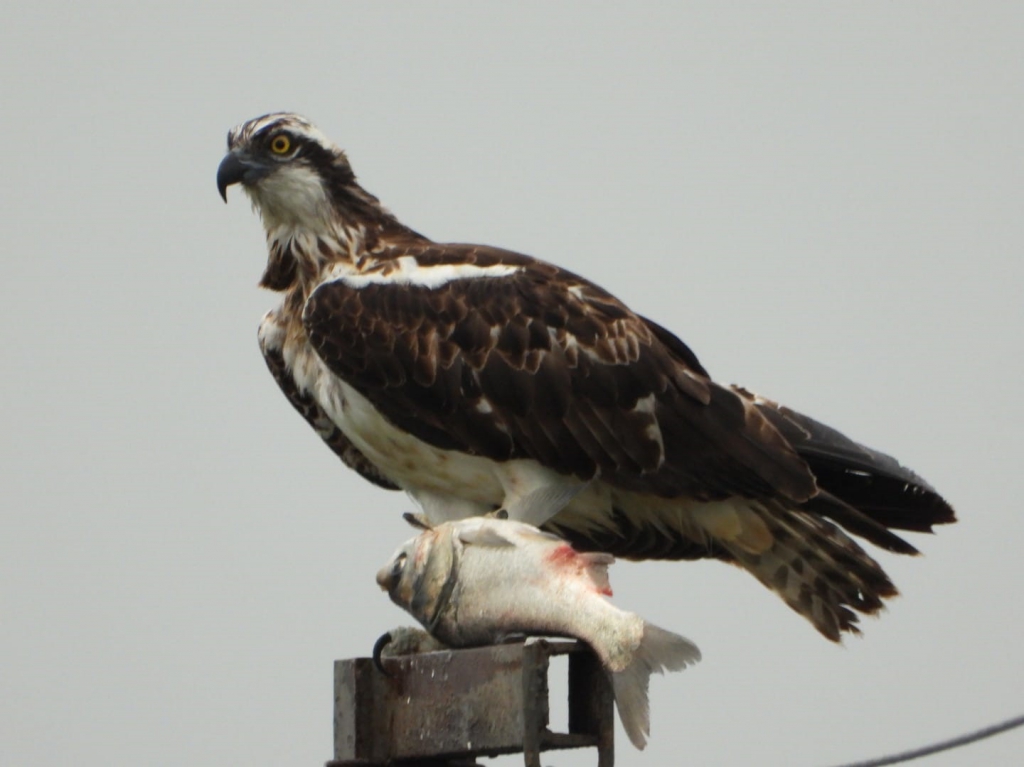 שלך נצפה עם דג כסיף בבריכות כפר רופין