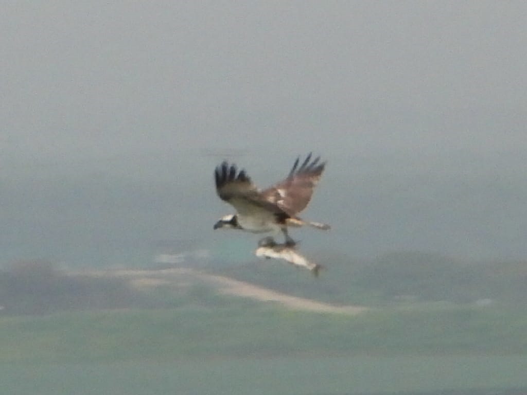 פורטל הכרמל