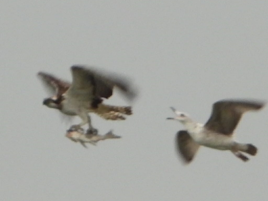 פורטל הכרמל