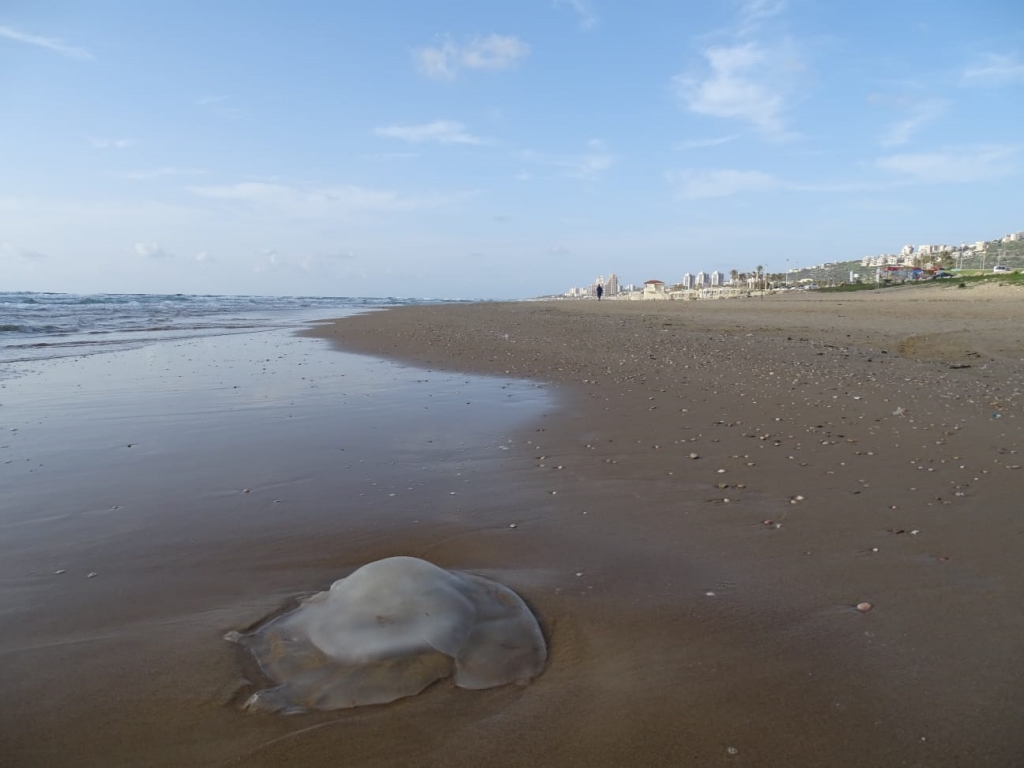 פורטל הכרמל