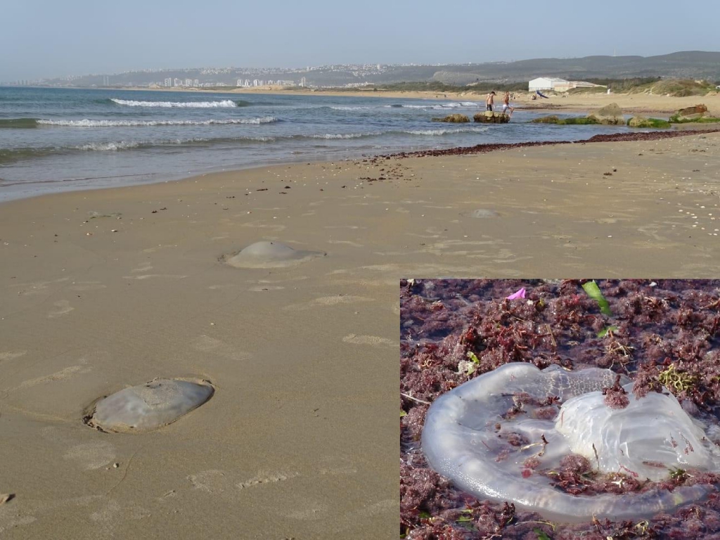 מאות מדוזות מתות נפלטות בחופים בישראל