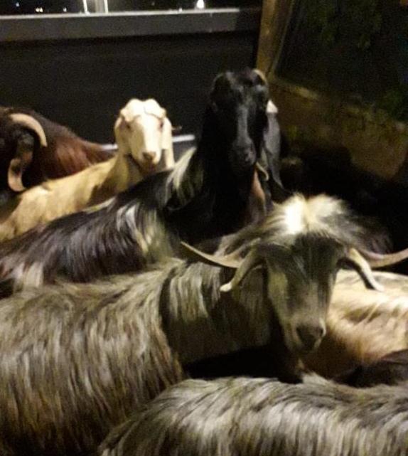 נעצרו שלושה חשודים בגניבת 90 עיזים וכבשים מראמה