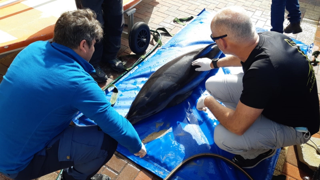  דולפין מצוי צעיר מת שנפלט לים באשקלון