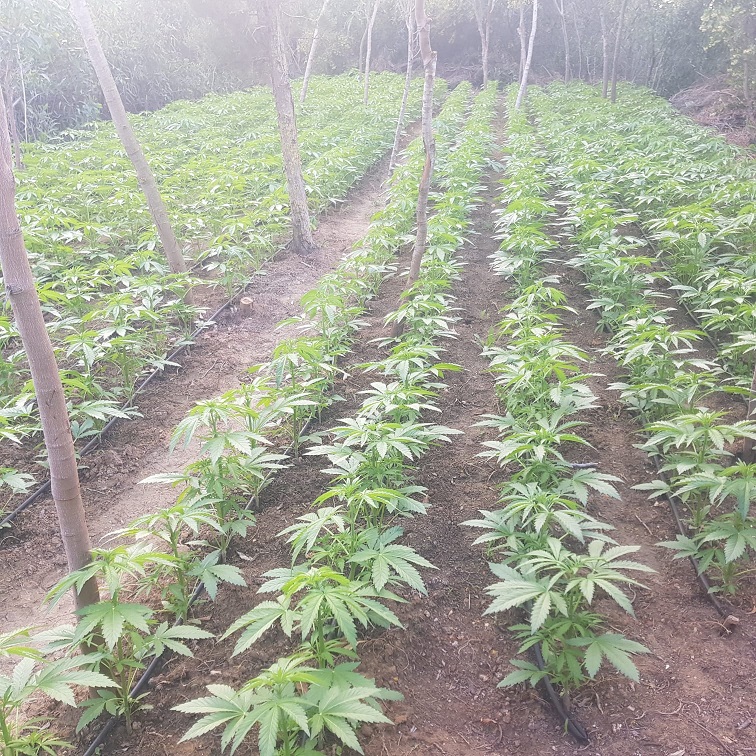  נתפסו ונעקרו כ 5000 שתילי קנאביס בשטח פתוח סמוך לקיסריה