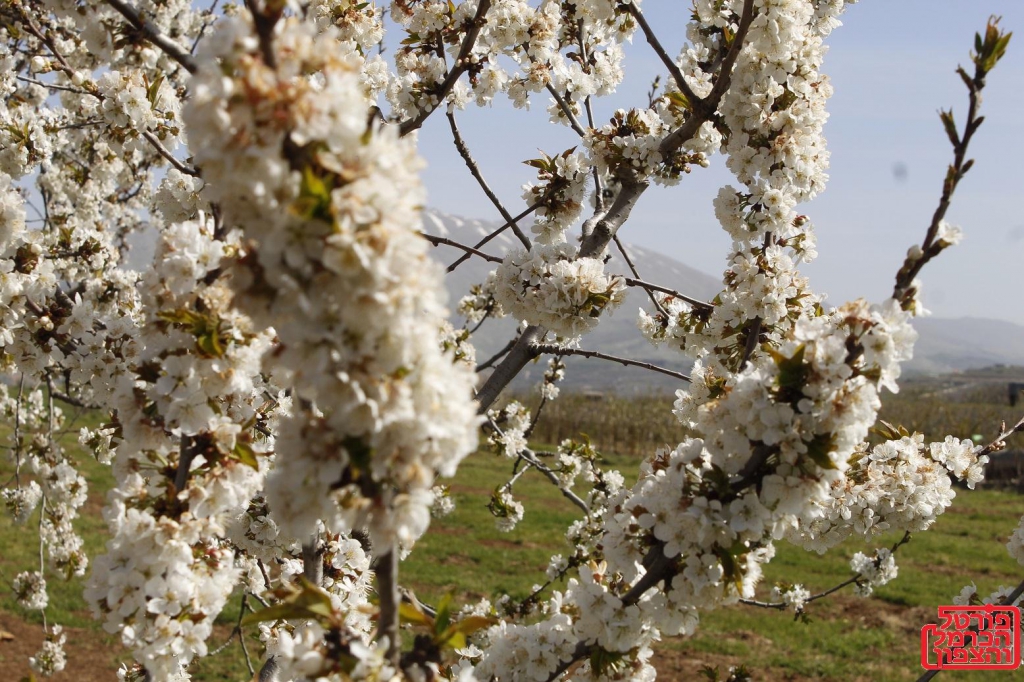 פריחת הדובדבנים בבוקעתה בגולן