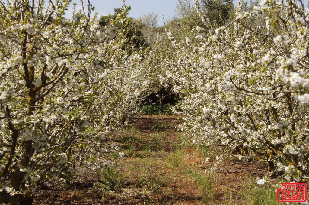 פורטל הכרמל