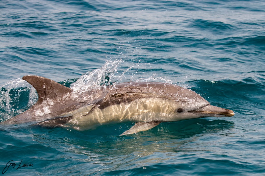 להקת דולפינים באזור אשקלון