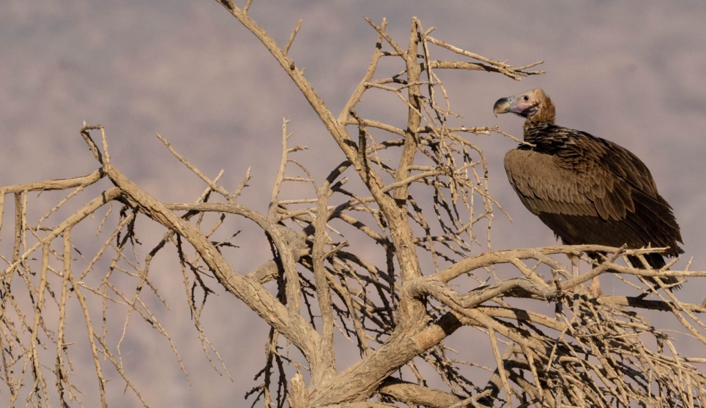 פורטל הכרמל