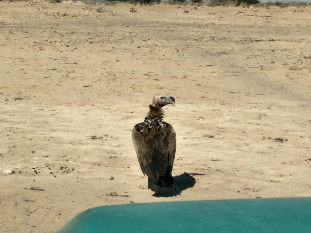 עזניה לא נראתה במדינה מאז שנות ה80