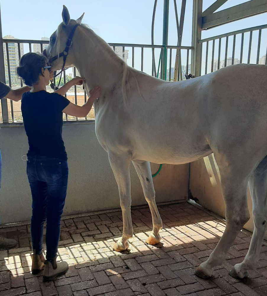 נגיף הקורונה שפוגע בסוסים אובחן לראשונה בישראל