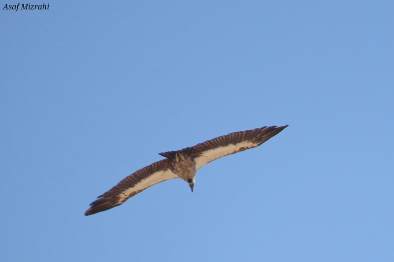 לראשונה נשר לבן גב נצפה בישראל