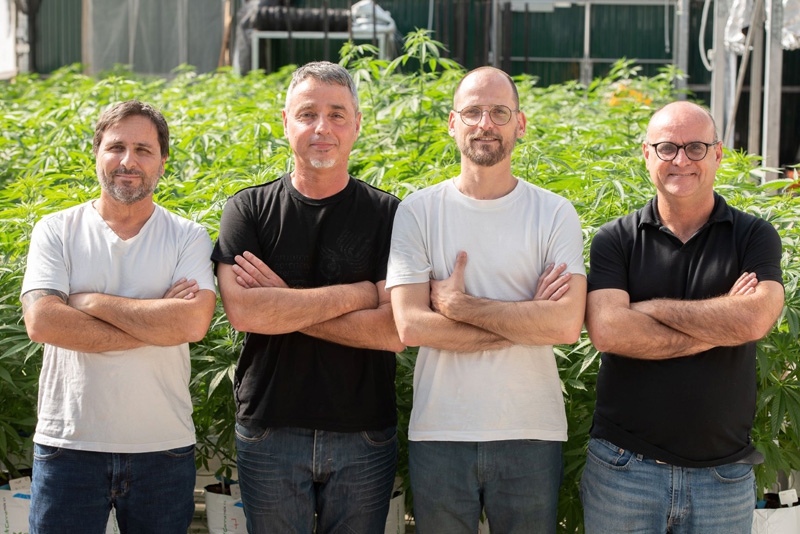 מגוון זני קנאביס רפואי מותאמים לכל מחלה