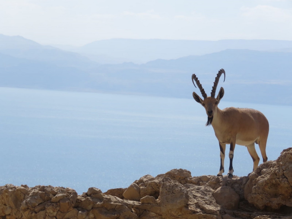 שמורת הטבע עין גדי