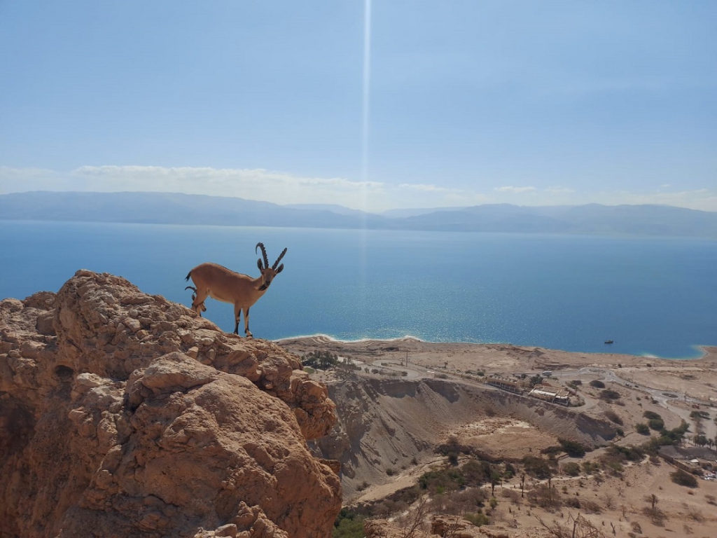 פורטל הכרמל