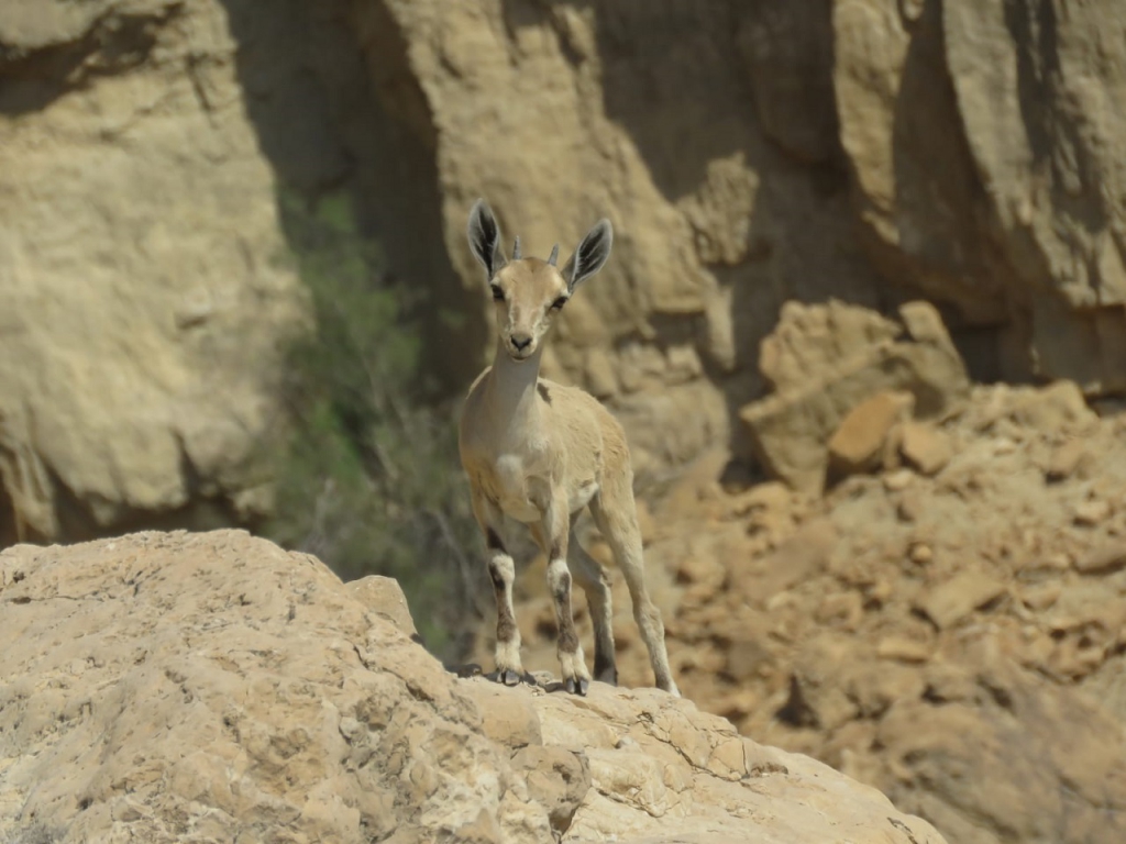 פורטל הכרמל