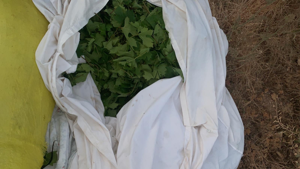 3 תושבי ראמה נתפסו עם 100 ק"ג עלי גפן גנוב