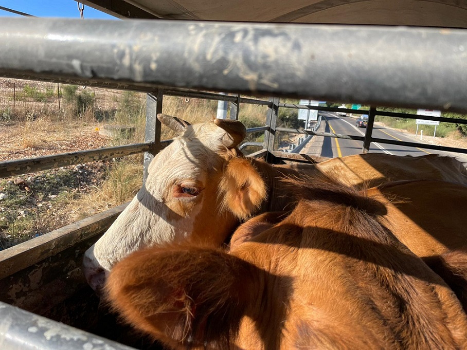 שני תושבי ירכא נעצרו בחשד להעברת פרות ללא אישורים
