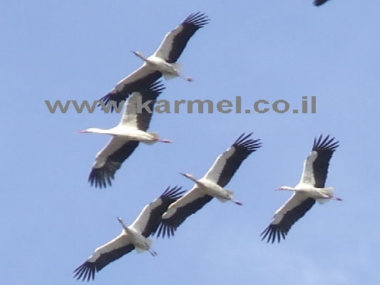 מדוע הציפורים עפות?