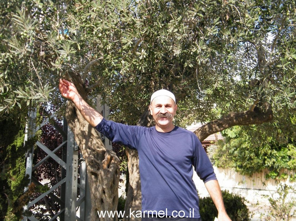 פורטל הכרמל