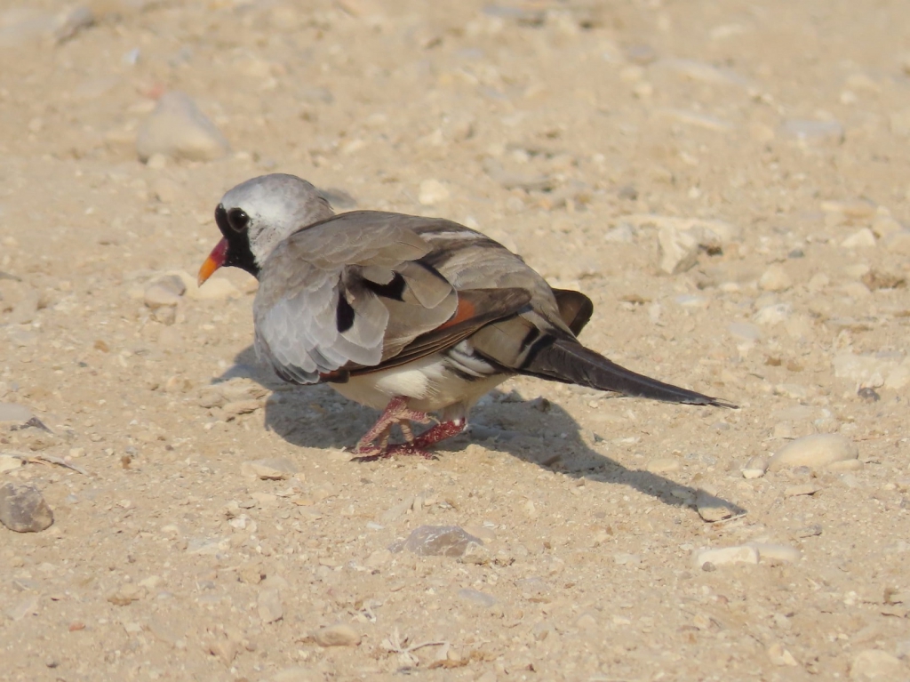 פורטל הכרמל