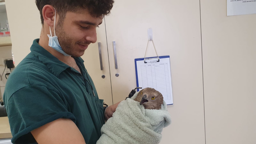 פורטל הכרמל