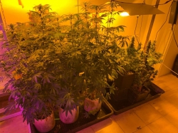 המשטרה חשפה בנהריה 3 מעבדות הידרו