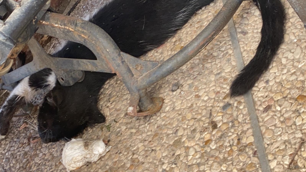 פורטל הכרמל