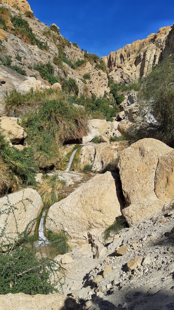 פורטל הכרמל