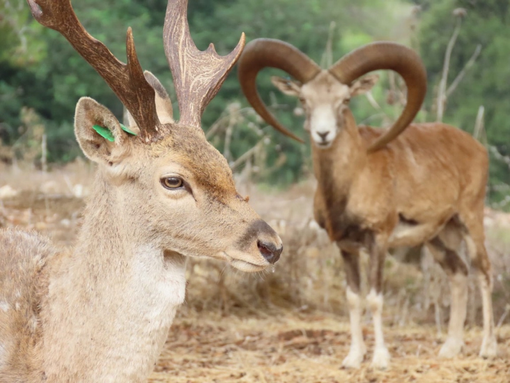 פורטל הכרמל