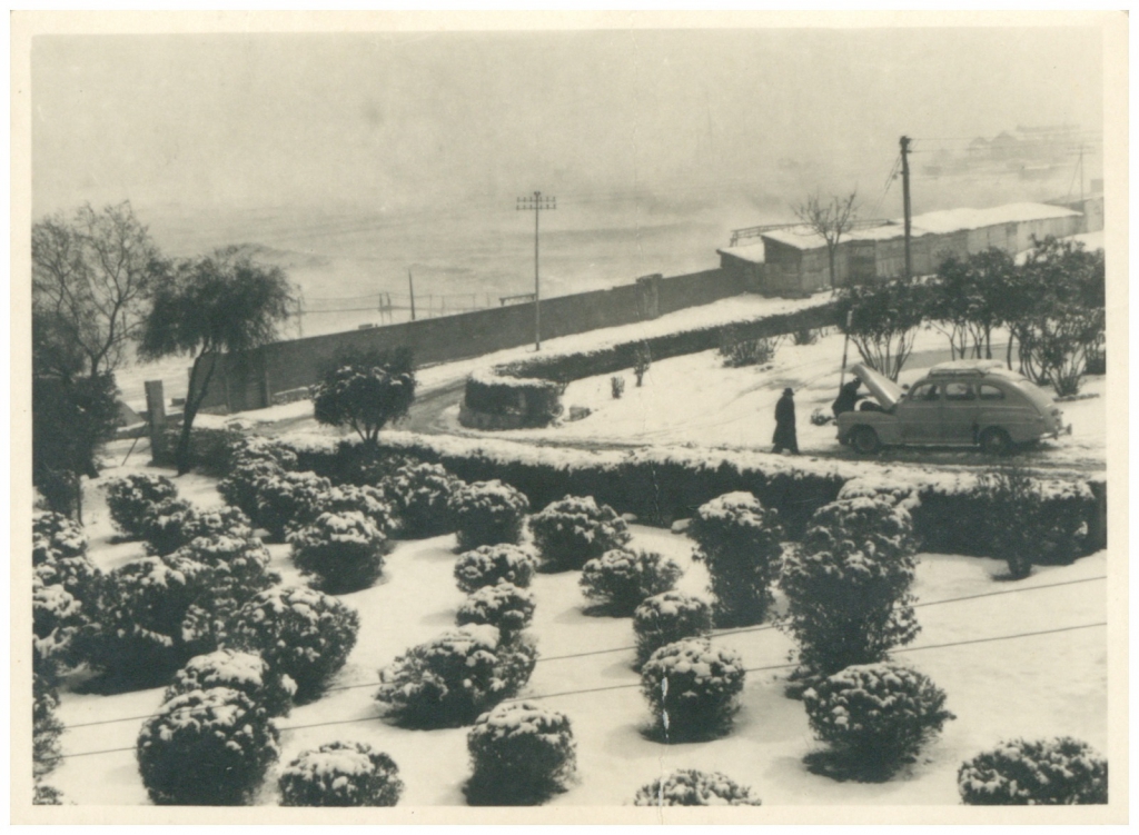 שלג 1950 חיפה