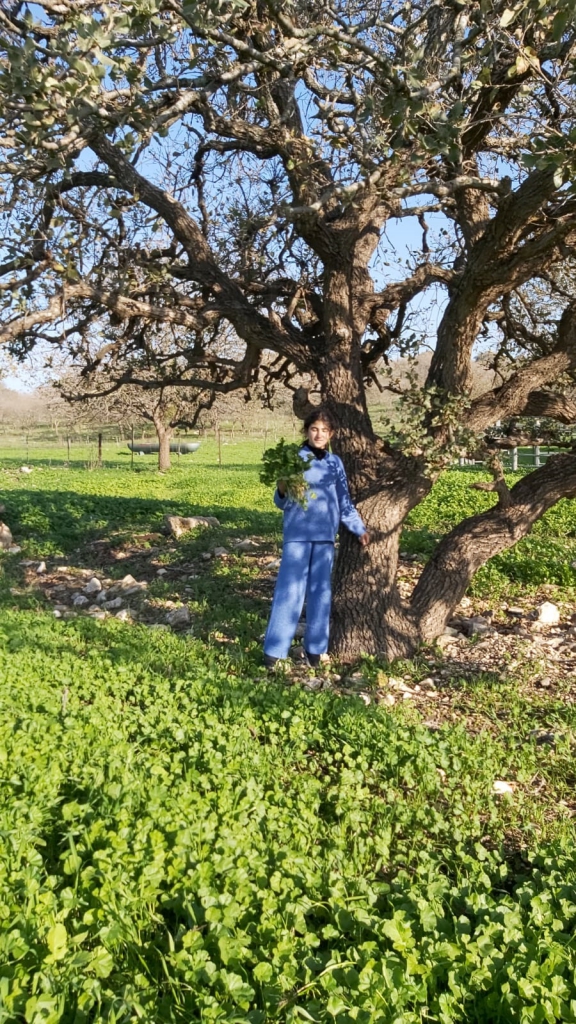 פורטל הכרמל