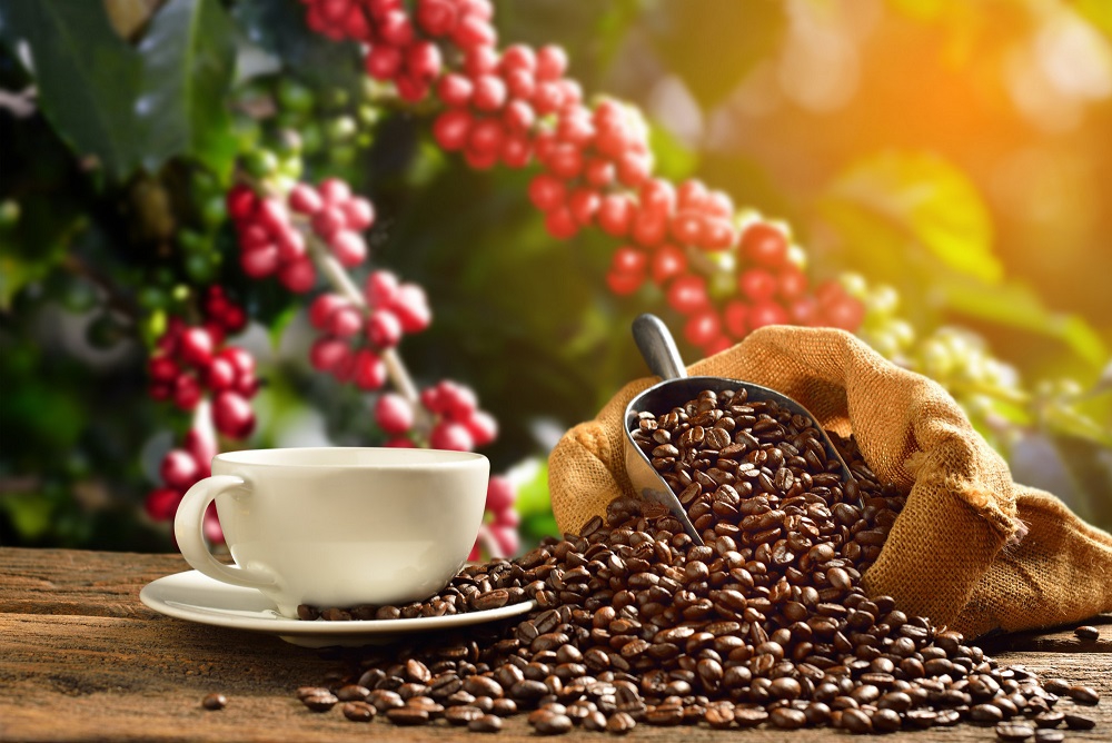 פולי קפה - המדריך למתחיל בבחירת פולי קפה