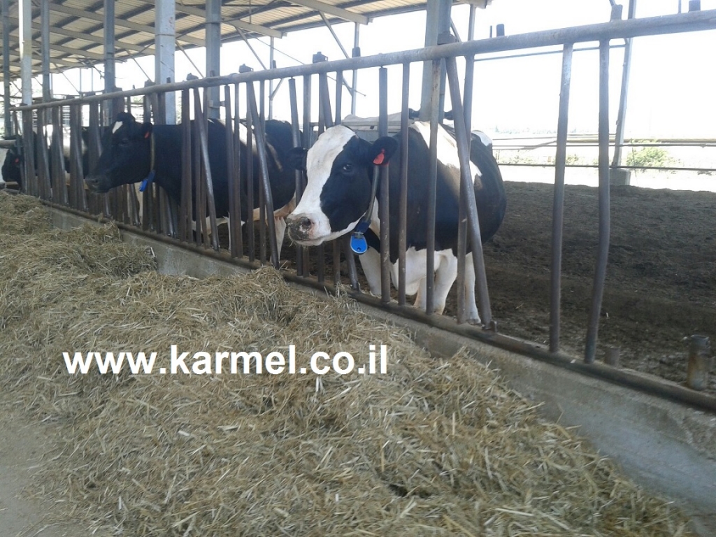 אזהרת כלבת עגלים נגועים התגלו במושב בצפון