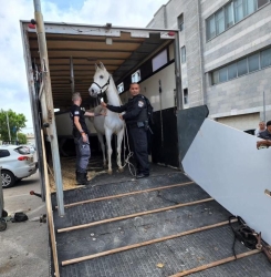 המשטרה החרימה חמישה סוסים ושני כלבי פיטבול
