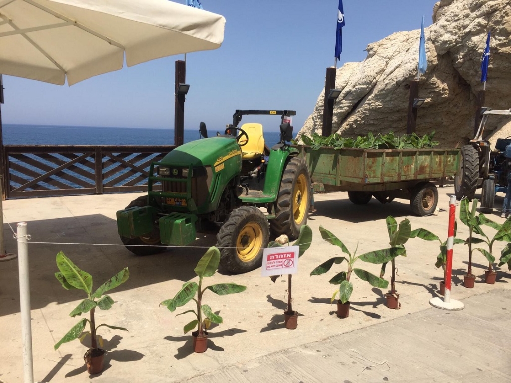 שבועות באתר התיירות ראש הנקרה