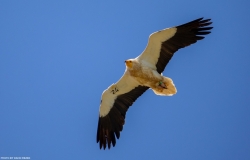 עוף דורס בסכנת הכחדה נמצא בגליל לאחר שהורעל