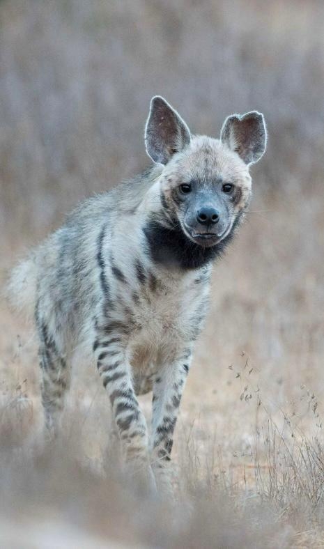 פורטל הכרמל