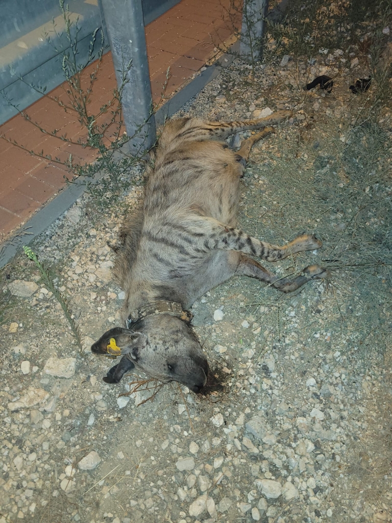 פורטל הכרמל