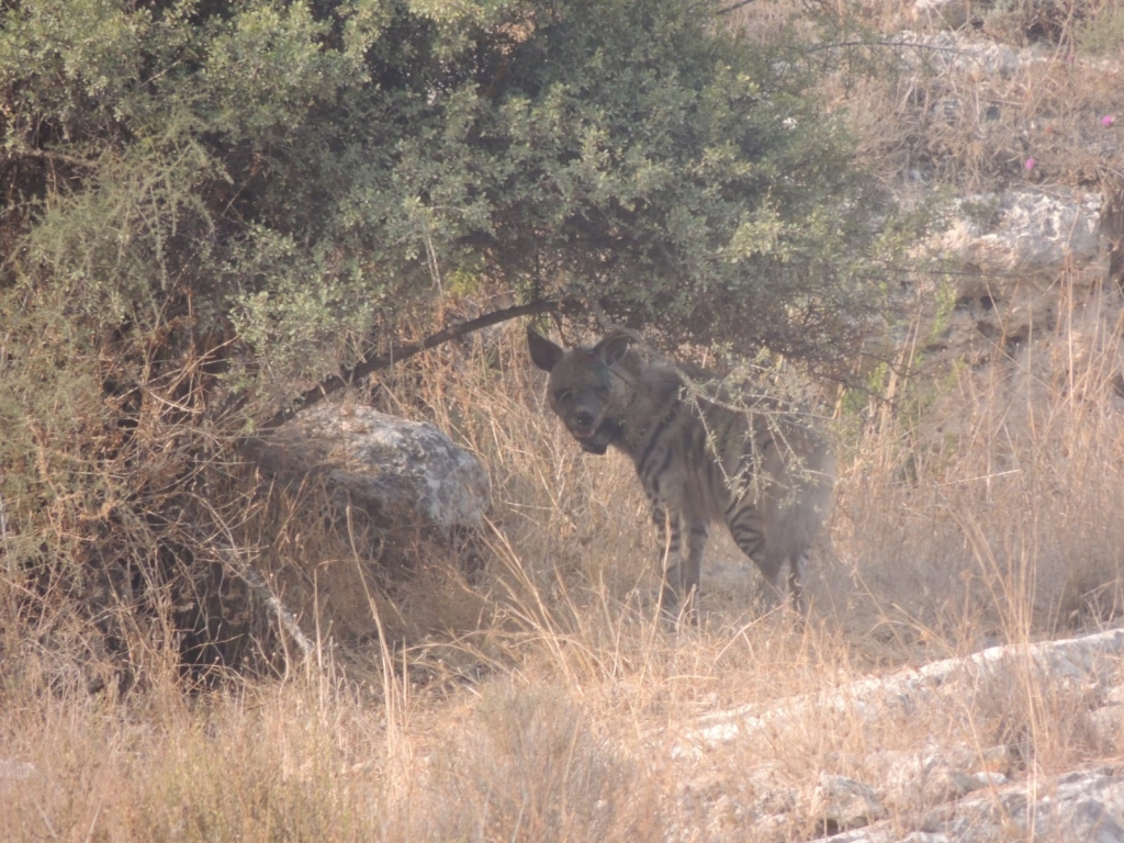 רותי הצבועה נמצאה דרוסה
