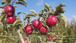 זן תפוחים חדש בישראל סטורי