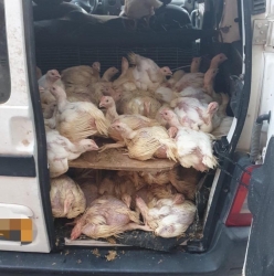 נעצרו שני גברים בחשד לגניבת עשרות תרנגולות