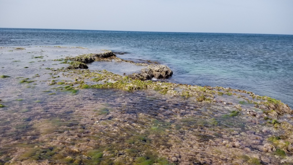 פורטל הכרמל