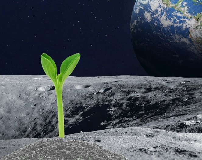 גידול צמחים על הירח