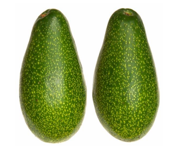 פורטל הכרמל