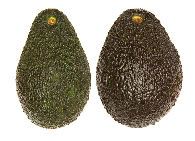 אבוקדו מה שצריך לדעת