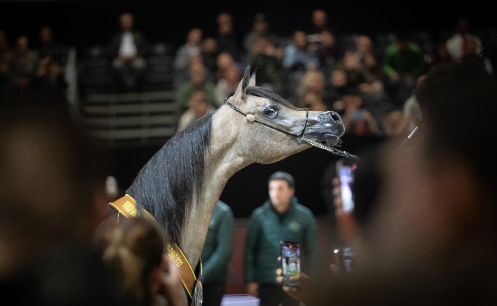 פורטל הכרמל
