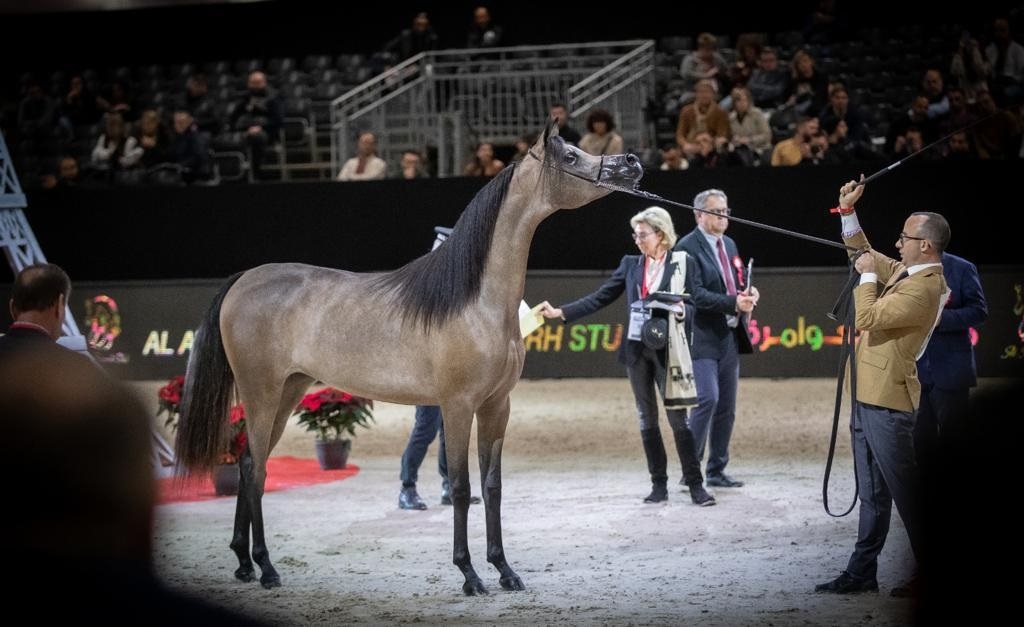 محمد الشيخ سليمان يحصد بطولة العالم لجمال الخيول 