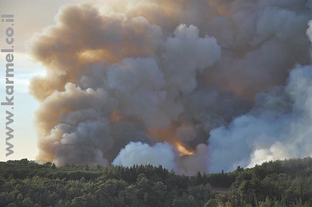 44 משפחות חיות בצל שריפת הכרמל
